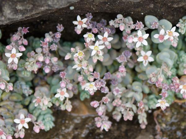 <h3><a href="/trips/ebro/biota/plantae/tracheophyta/magnoliopsida/saxifragales/crassulaceae/sedum dasyphyllum/sedum dasyphyllum-nl.html">Sedum&nbsp;dasyphyllum</a> / Thick‑leaf&nbsp;stonecrop / Dik&nbsp;vetkruid</h3>OM-1 Mark II met OLYMPUS M.12-100mm F4.0, 1/100 sec  bij F4.0, ISO 250, afstand 1.11&nbsp;m